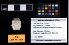 Foto (Objekt + Etikett) von Paguridae indet.  (NHMW-GEO-2017-0093-0020)